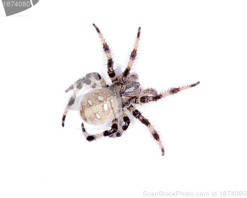 Image of spider 