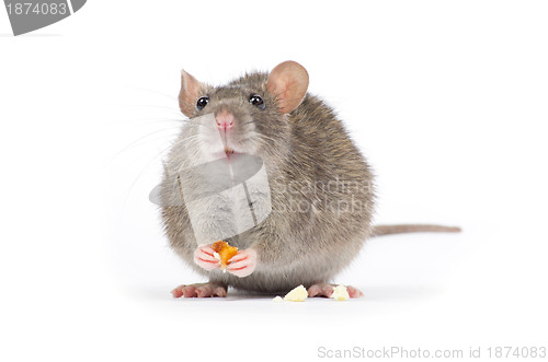 Image of rat 