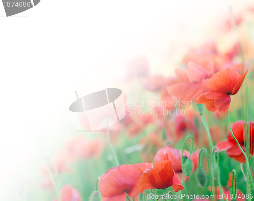 Image of closeup of red poppy on cereal field