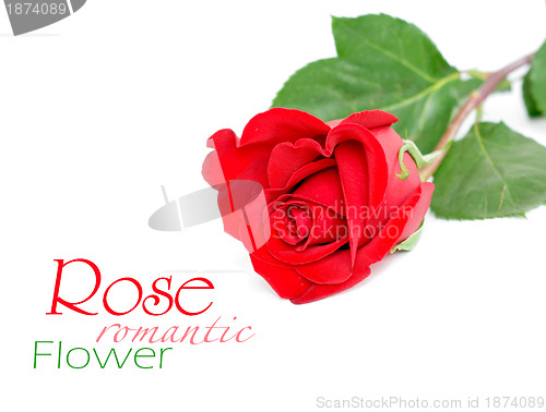 Image of Red rose with leaves isolated on white