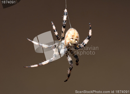 Image of Spider