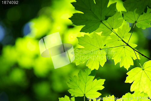 Image of green leaves background