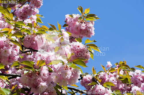 Image of  cherry flowers    