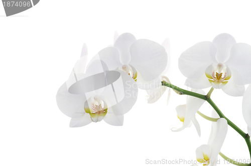 Image of orchids