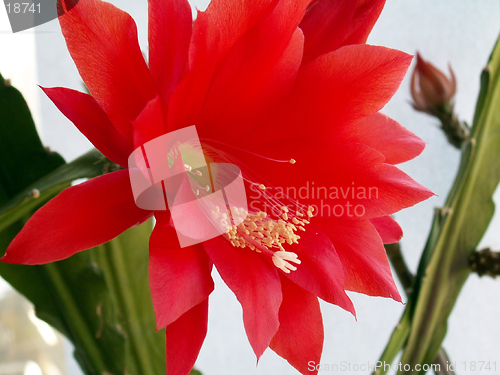 Image of cactus flower