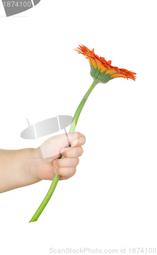 Image of flower in hand