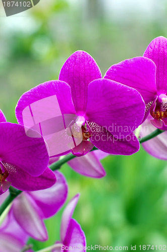 Image of  orchid