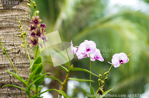 Image of  orchid 