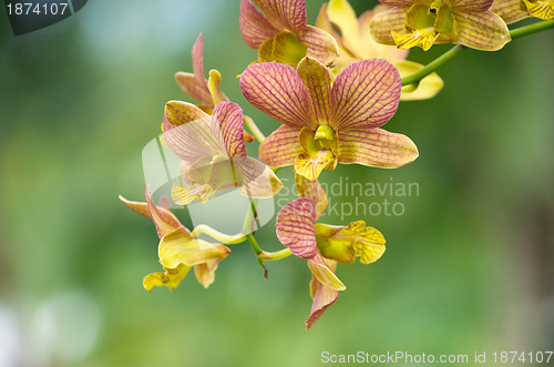 Image of  orchid 