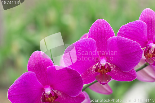Image of orchid 