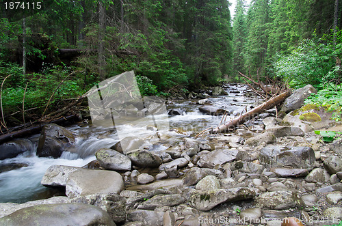 Image of  forest