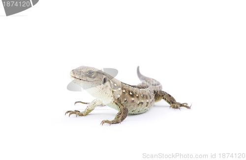 Image of  lizard 