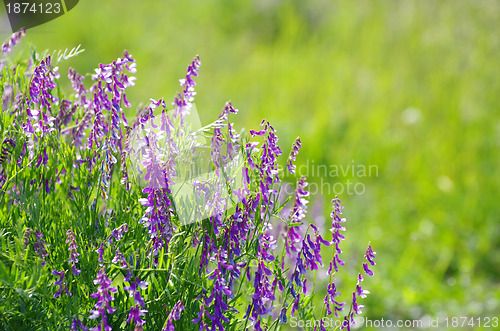 Image of  spring flower 