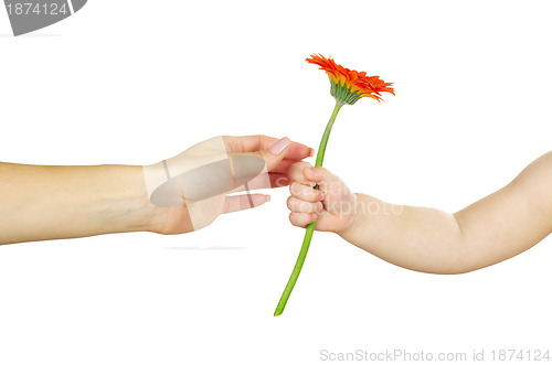 Image of  hand  holding red gerber 