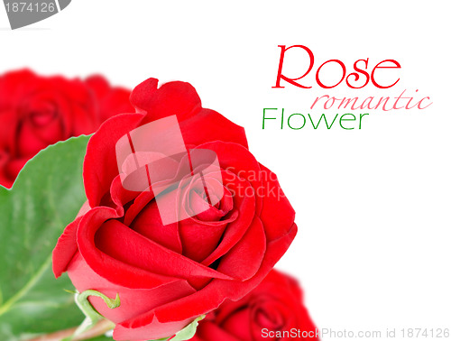 Image of Red rose with leaves isolated on white