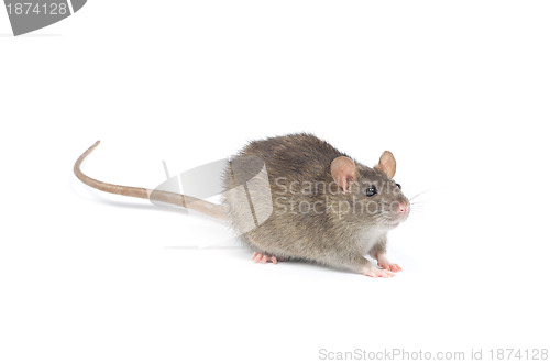 Image of rat 
