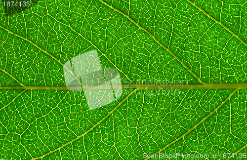 Image of  leaf  background