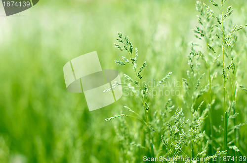 Image of  green grass 