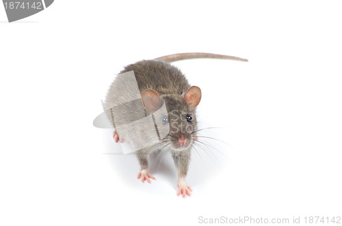 Image of rat 