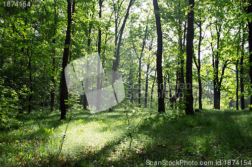 Image of green forest