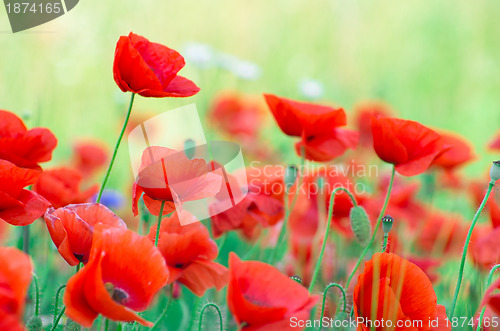 Image of  red poppy 