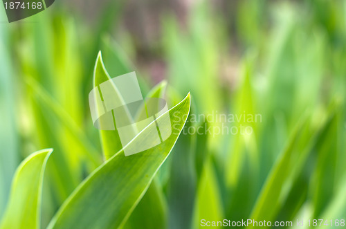 Image of  grass
