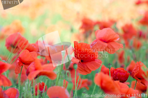 Image of red poppy 