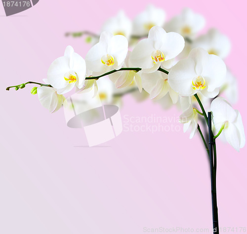 Image of White orchid