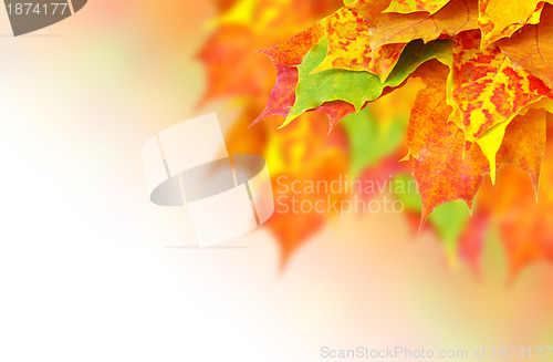 Image of autumn leaves 