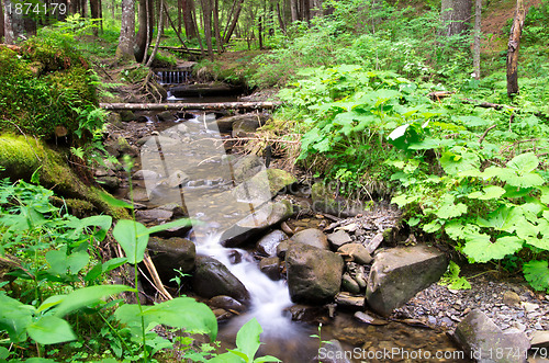 Image of  forest