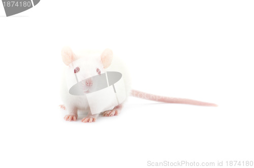 Image of rat 