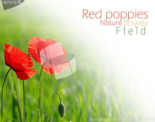 Image of closeup of red poppy on cereal field