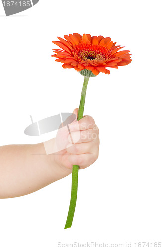 Image of baby hand  holding red gerber 