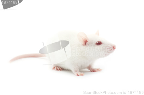 Image of white rat 