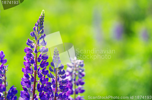 Image of blue spring flower 