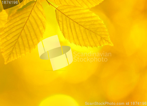 Image of autumn leaves