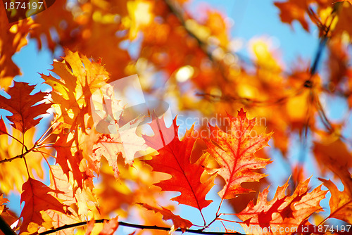 Image of autumn leaves background