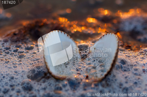 Image of Seashell in sunset