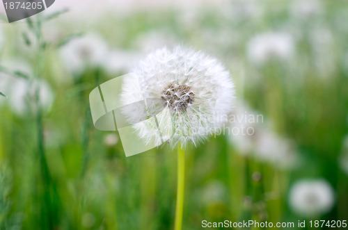 Image of dandelions 