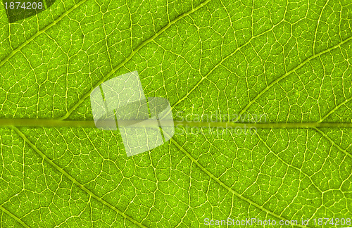 Image of  leaf  background