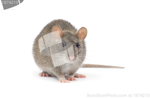 Image of rat 