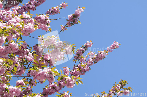 Image of  cherry flower    