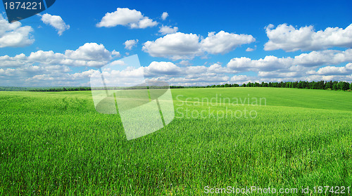 Image of green field