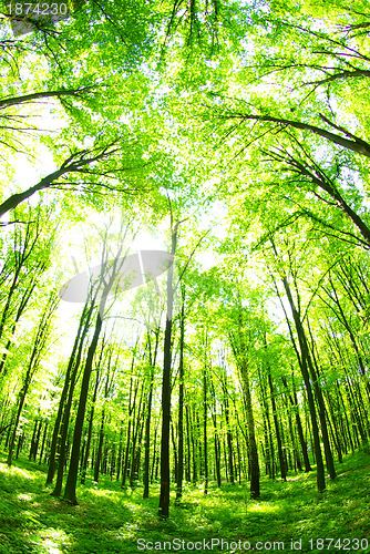 Image of green forest 