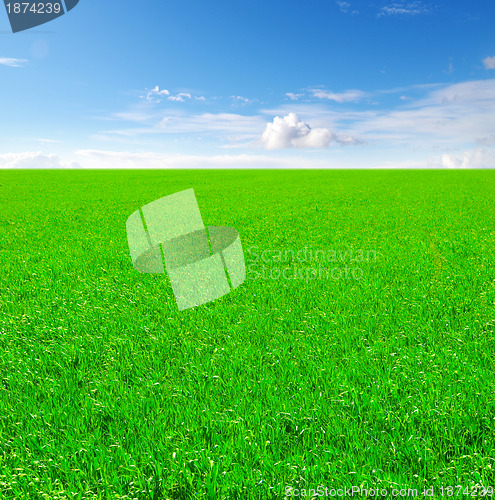 Image of Field of grass and blue sky