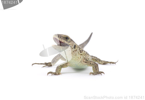 Image of lizard 