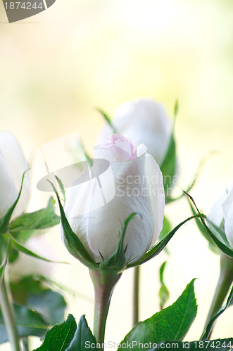 Image of rose 