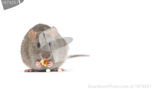Image of rat  