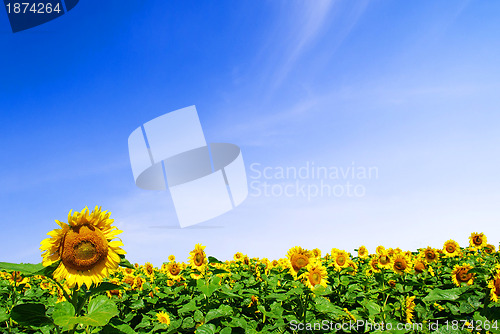 Image of sunflower 