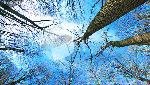 Image of winter forest 